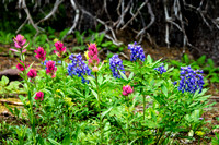 Shrine Pass Flower Cluster