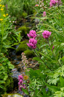 Streamside Indian Paintbrush