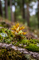 Douglas Fir Mousetails