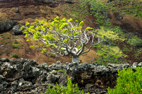 Tree of the Volcano
