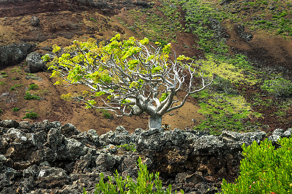 Tree of the Volcano