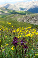 Cottonwood Pass