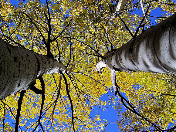 Aspen Canopy