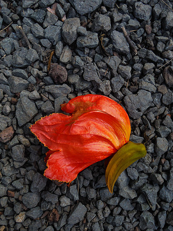 Maui Red Tulip