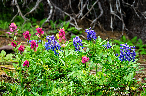 Shrine Pass Flower Cluster