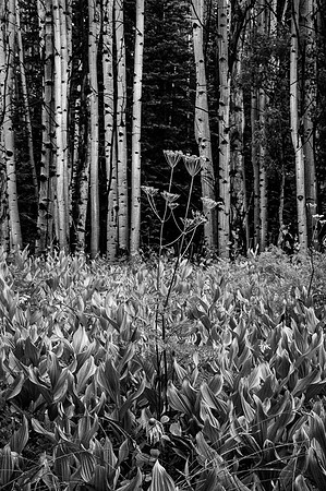Aspen Forest B&W 1