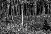Kebler Pass B&W