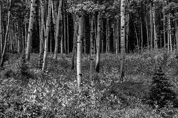 Kebler Pass B&W