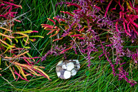 Cape Cod Autumn Colors