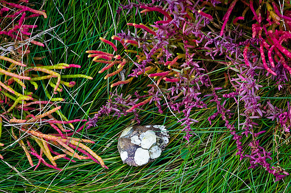 Cape Cod Autumn Colors